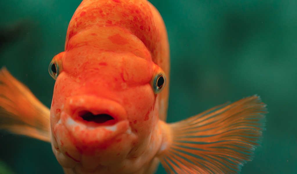 Pesce rosso che gioca a calcio